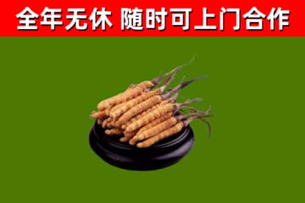临澧回收冬虫夏草